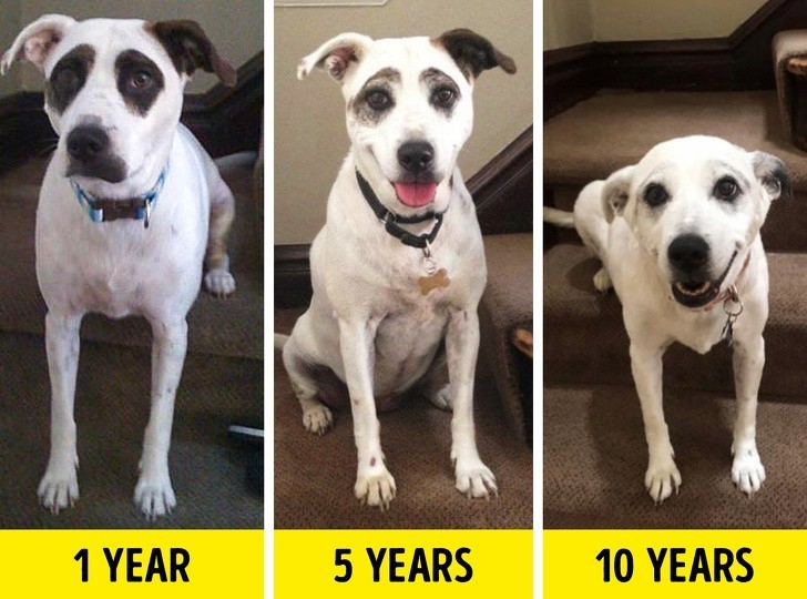 4. „Sierść mojego psa zmieniała się stopniowo przez 10 lat”.