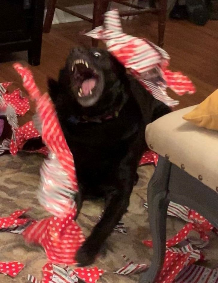 "Oto jak mój pies otwiera prezenty"