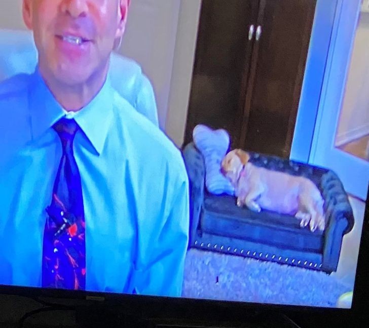 "Pies prezentera ma swoją własną miniaturową kanapę."