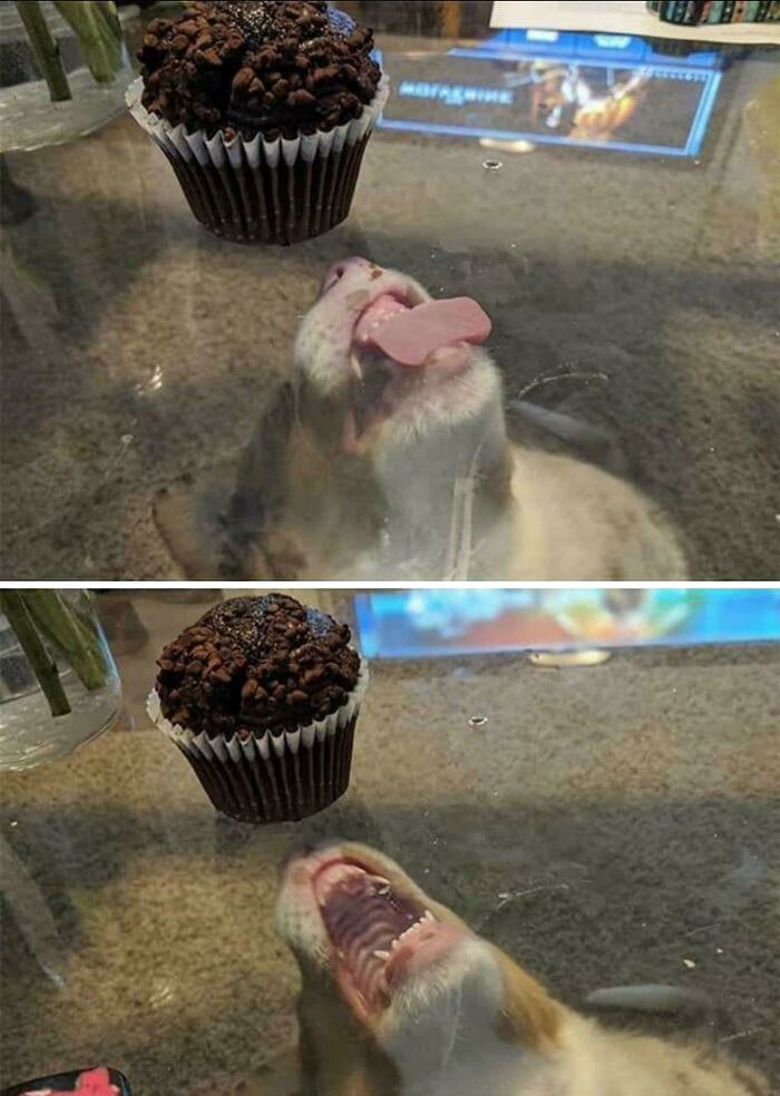 Smaczny muffin