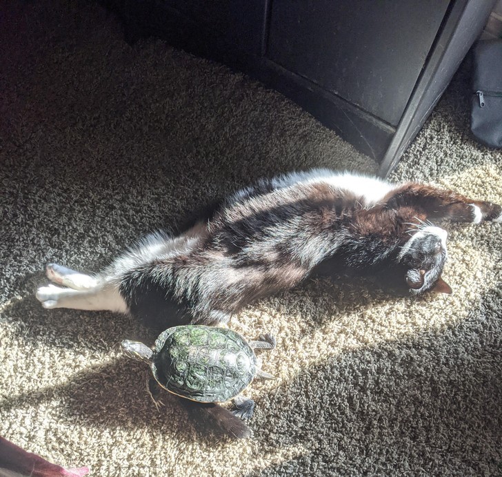 "Mój kot Wally drzemiący z moim żółwiem Pebblesem"