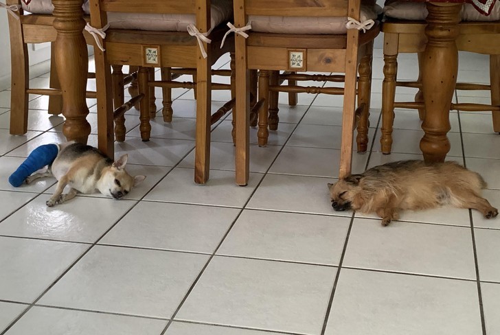 "Nasza chihuahua przeszła niedawno operację. Nasz drugi pies oferuje jej moralne wsparcie i śpi razem z nią na podłodze."