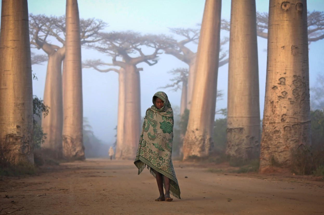 21. Mieszkanka Madagaskaru krocząca między baobabami.