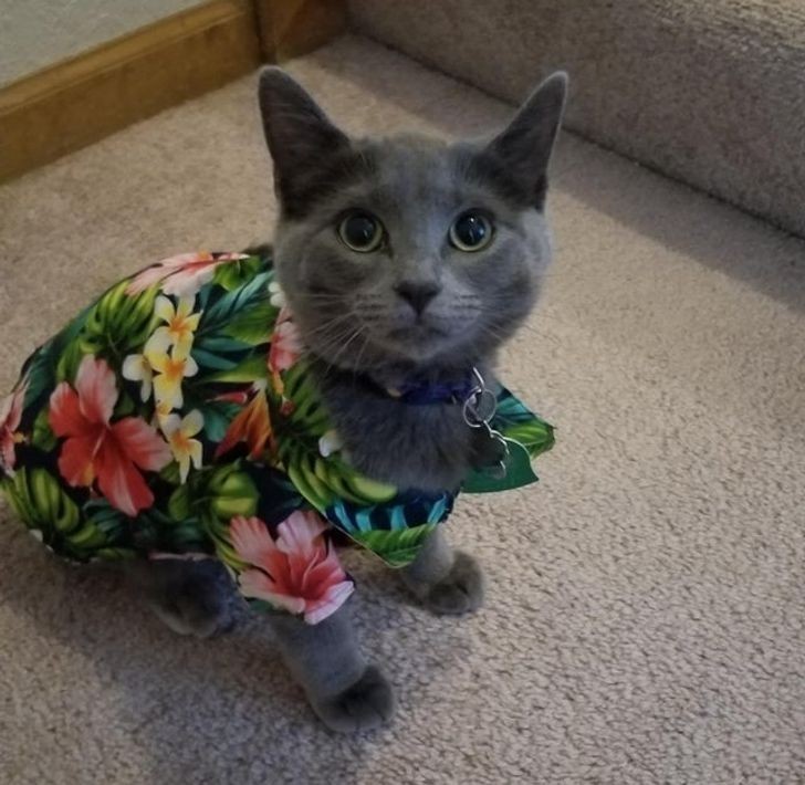 "Uszyłam hawajską koszulę dla mojego kota."