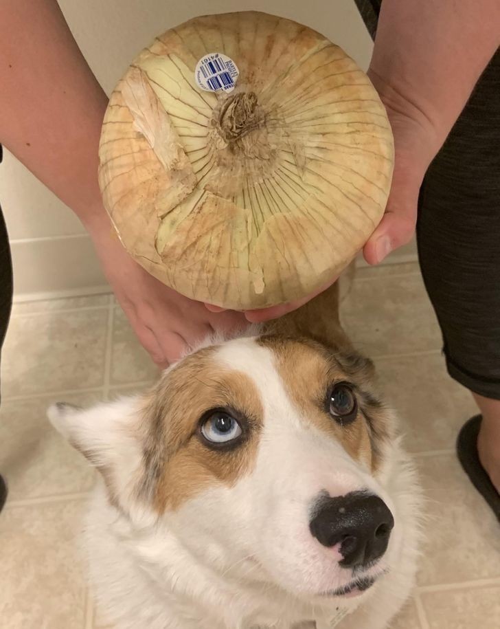 "Musiałem porównać tę cebulę z głową mojego psa."