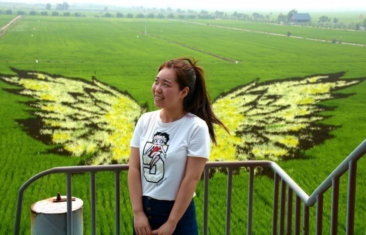 W Chinach potrafią tworzyć sztukę ze zwyczajnych pól ryżowych.