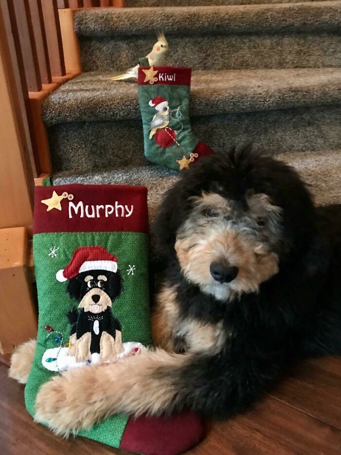 "Żona wykonuje świąteczne skarpety dla każdego członka rodziny. W tym roku, Murphy dołączył do ekipy."