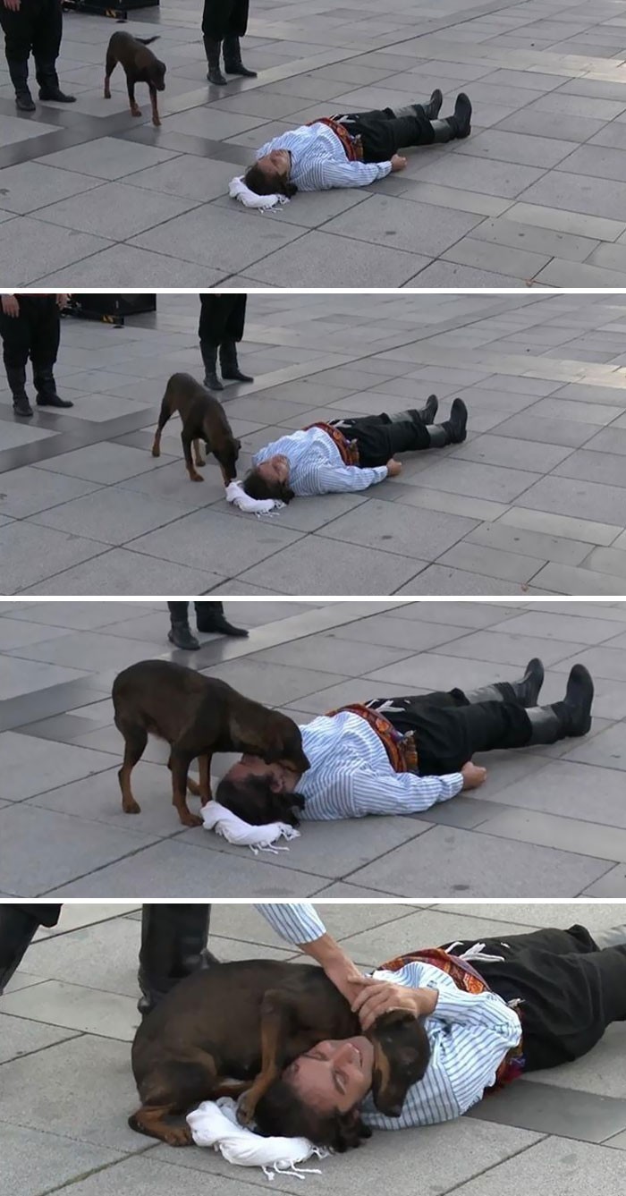 14. "Bezdomny pies przerywa występ uliczny, by sprawdzić czy aktorowi udającemu poszkodowanego nie dzieje się żadna krzywda."