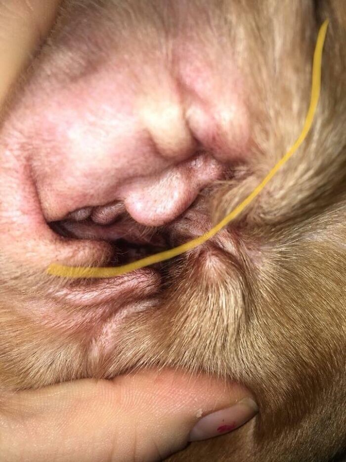 11. Donald Trump znaleziony w psim uchu