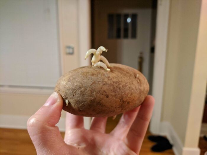 15. "Mój ziemniak wygląda jakby próbował uciec przed samym sobą."