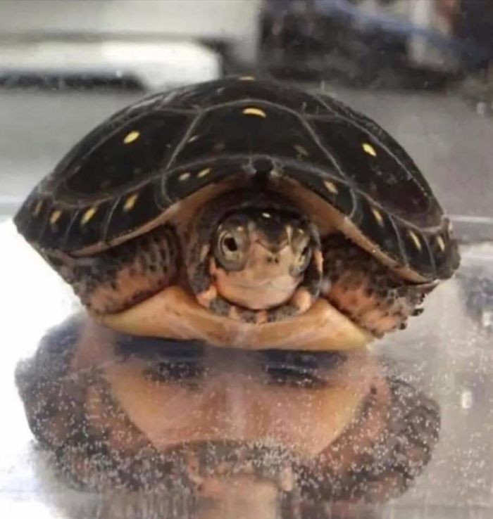 6. Odbicie żółwia przypominające twarz mężczyzny