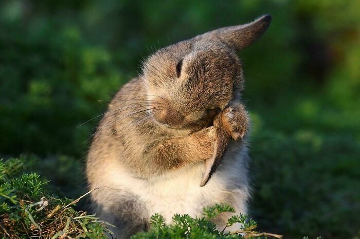 Dziki królik czyszczący uszy