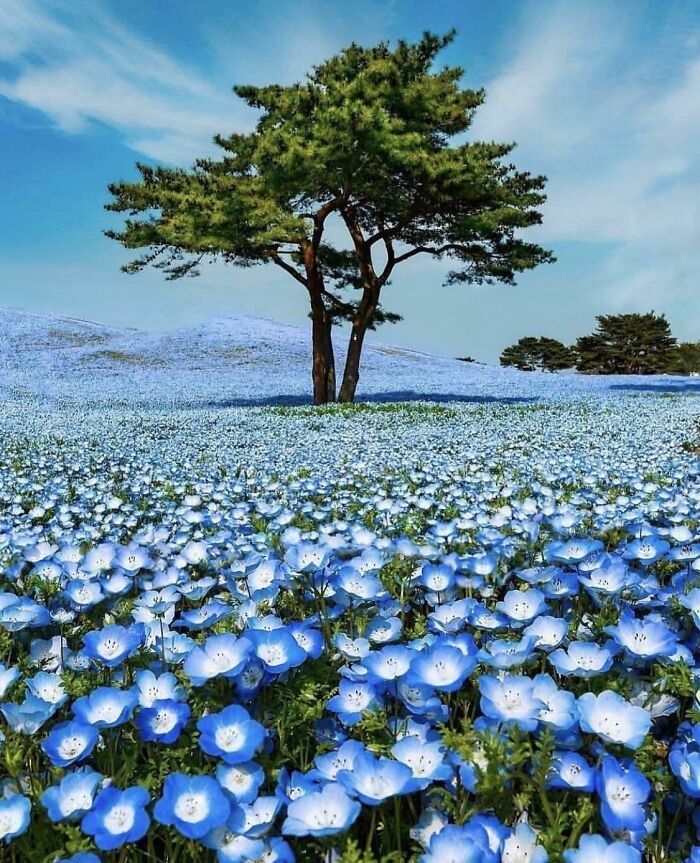 Drzewo na polu niebieskich kwiatów