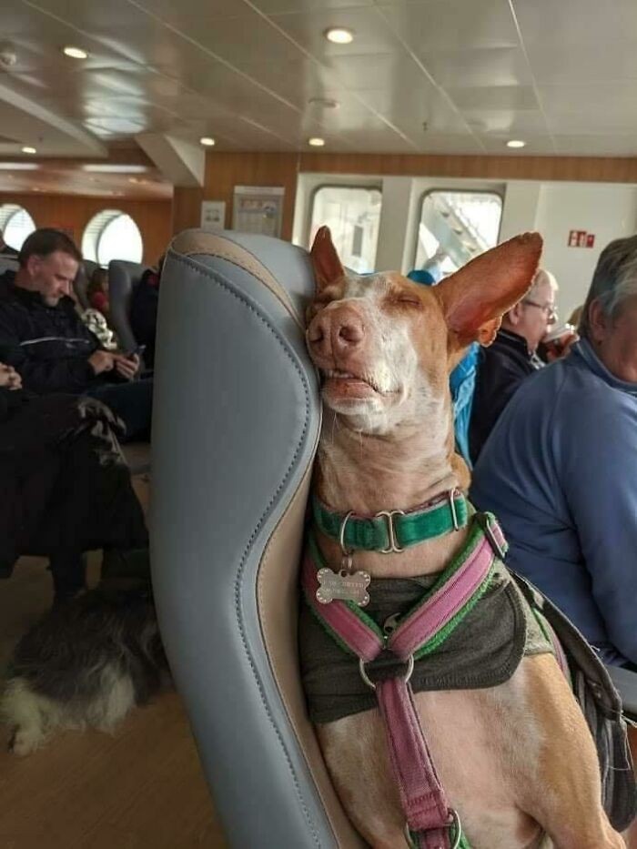 12. "Adoptowany pies podróżuje do nowego domu na pokładzie promu."