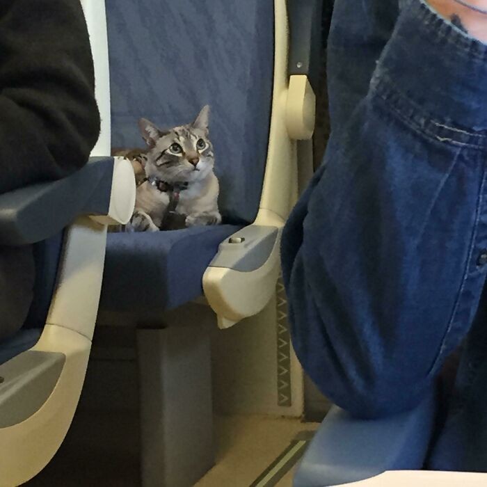 17. Ta kotka miała swoje własne siedzenie podczas trzygodzinnej podróży pociągiem. Przez cały czas była bardzo grzeczna."
