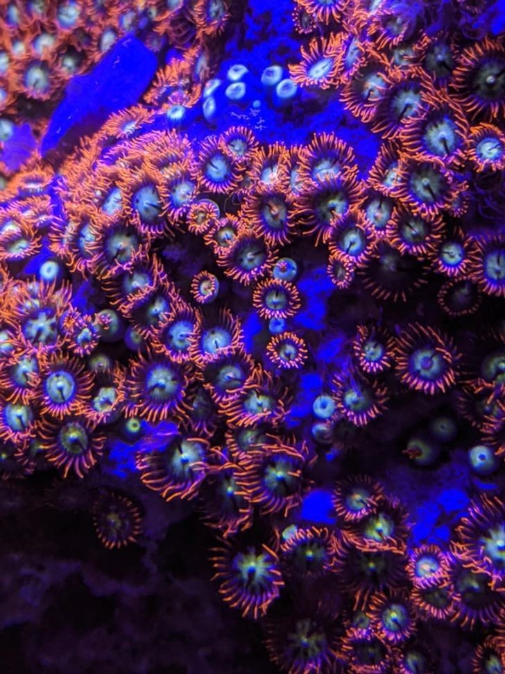 Słonowodny koralowiec