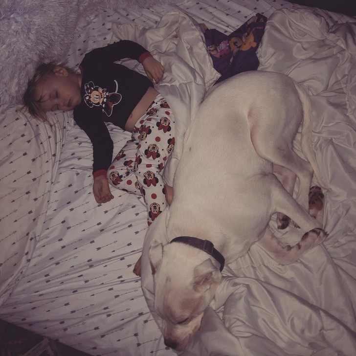 18. Mój roczny pitbull każdej nocy śpi obok mojego dziecka.