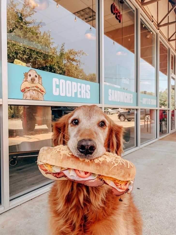8. „Pierwszym posiłkiem naszego adoptowanego psa Coopera była kanapka, którą ukradł. Teraz, ma on swój własny sklep z kanapkami.”