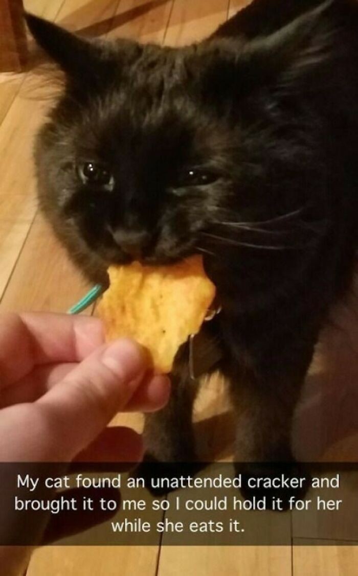 "Moja kotka znalazła krakersa i przyniosła mi go, bym potrzymał jej go podczas jedzenia."