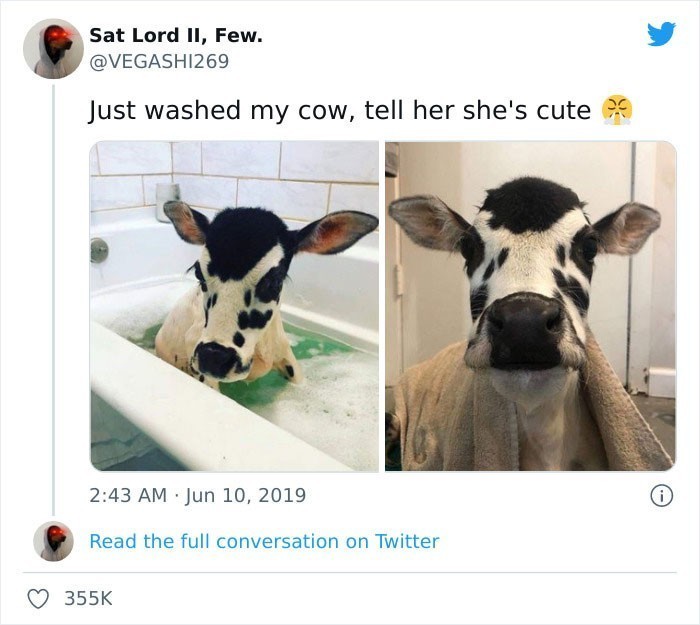 "Właśnie wykąpałem swoją krowę. Powiedzcie jej, że jest urocza."