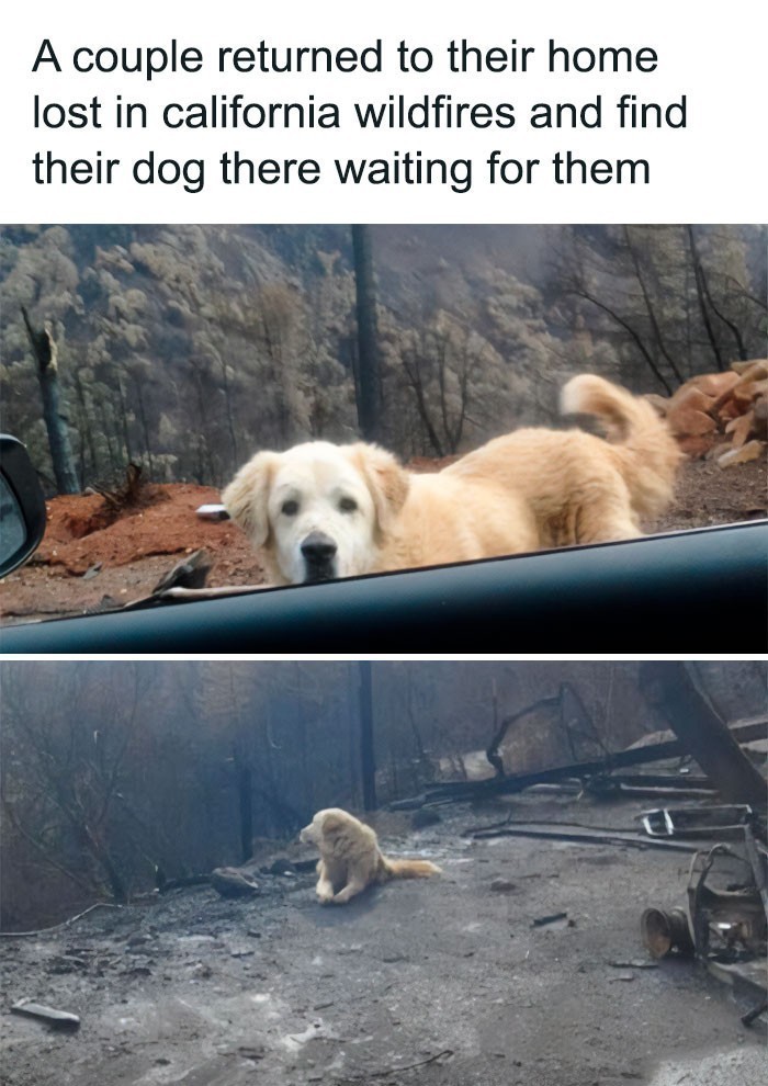 "Para wróciła do swojego domu, który spłonął w pożarze, i znalazła ich psa czekającego na miejscu."