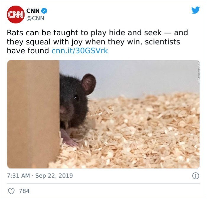 "Naukowcy odkryli, że szczury mogą nauczyć się zabawy w chowanego, a gdy wygrają, piszczą z radości."