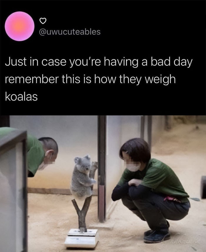 "Jeśli macie gorszy dzień, pamiętajcie, że koale waży się w taki sposób."