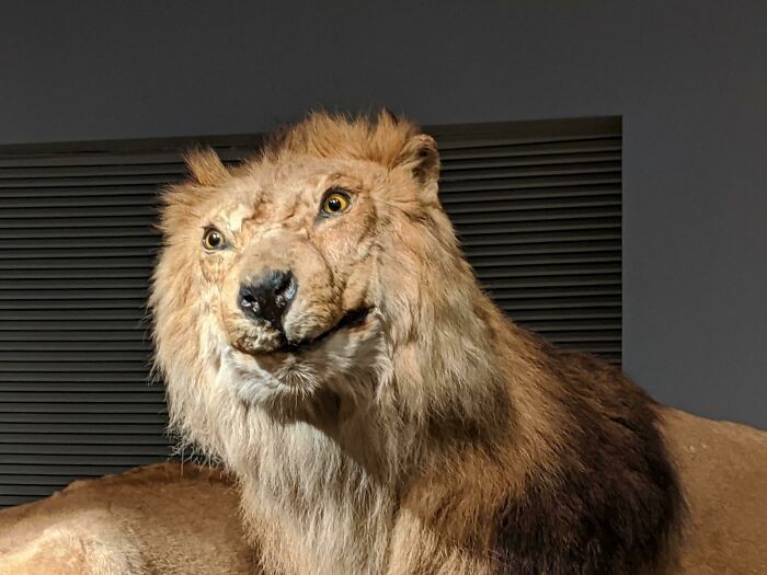 "Odwiedziliśmy dziś Muzeum Historii Naturalnej w Szanghaju. Taksydermista odpowiedzialny za tego lwa musiał mieć gorszy dzień."