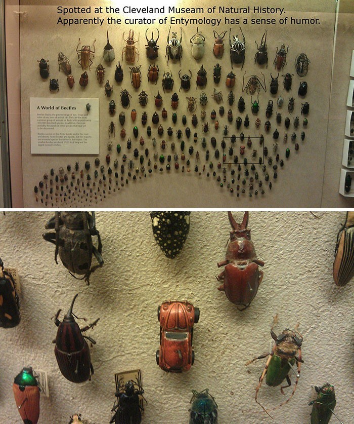Muzeum Historii Naturalnej w Cleveland