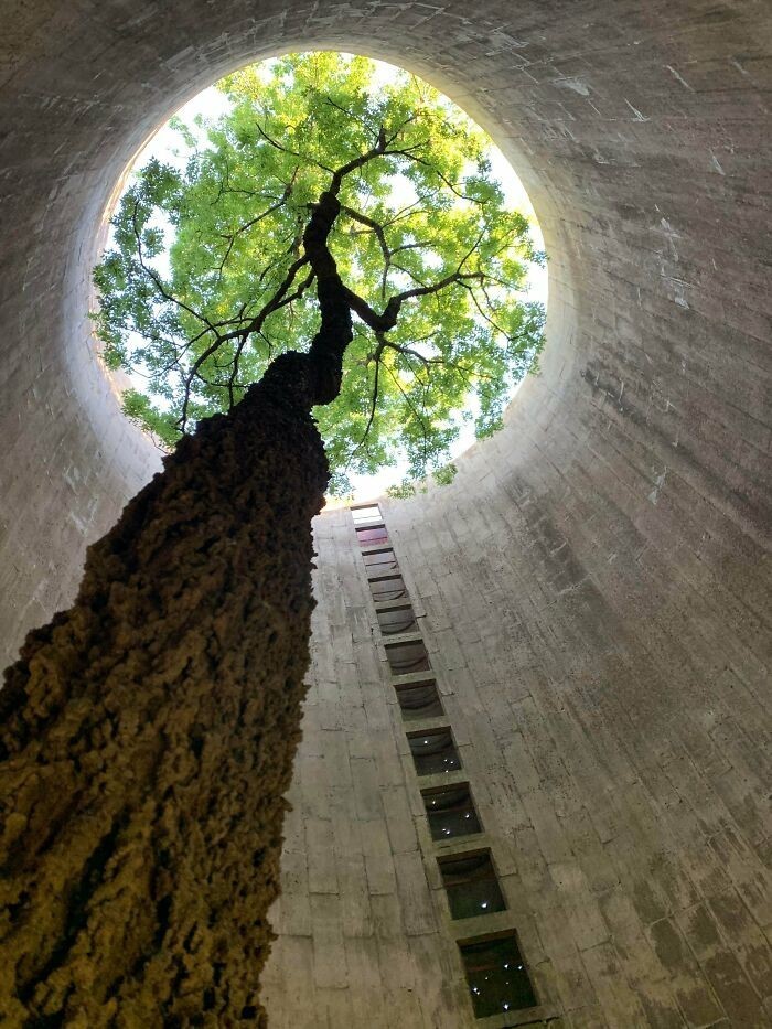 1. "Znalazłem to piękne drzewo rosnące wewnątrz opuszczonego silosu."