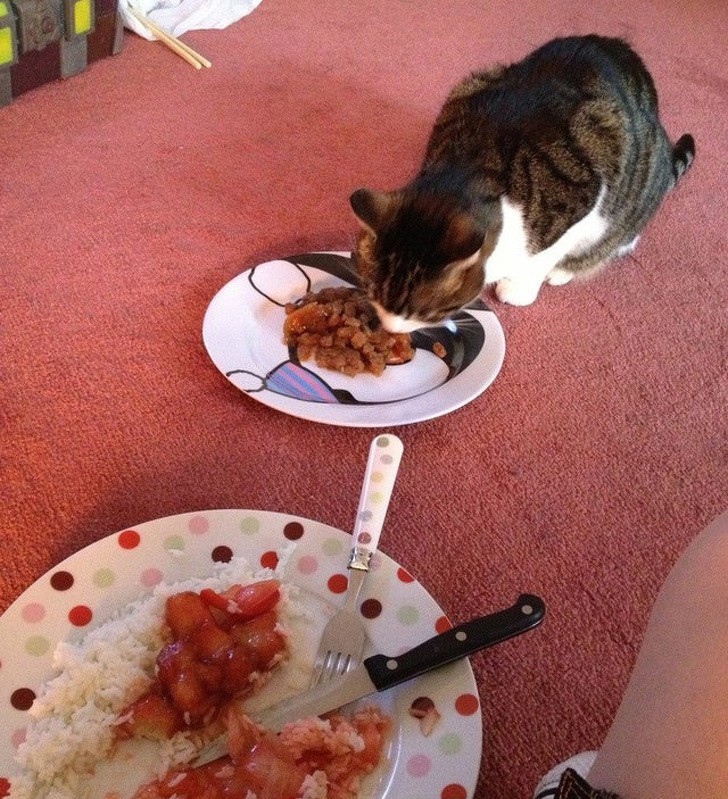 12. "Wiesz, że twój kot jest rozpieszczony, gdy odmawia jedzenia w kuchni, czekając zamiast tego aż nałożę mu porcję na talerz."