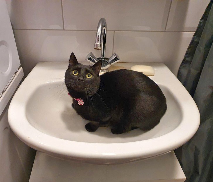 13. "Mój kot nie pije wody z miski. Zamiast tego, wskakuje do zlewu i czeka aż odkręcę kurek."