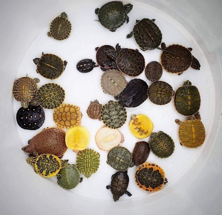 12. Każdy z tych żółwi jest wyjątkowy.