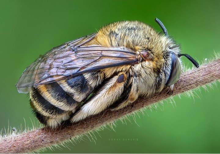 14. Śpiąca pszczoła
