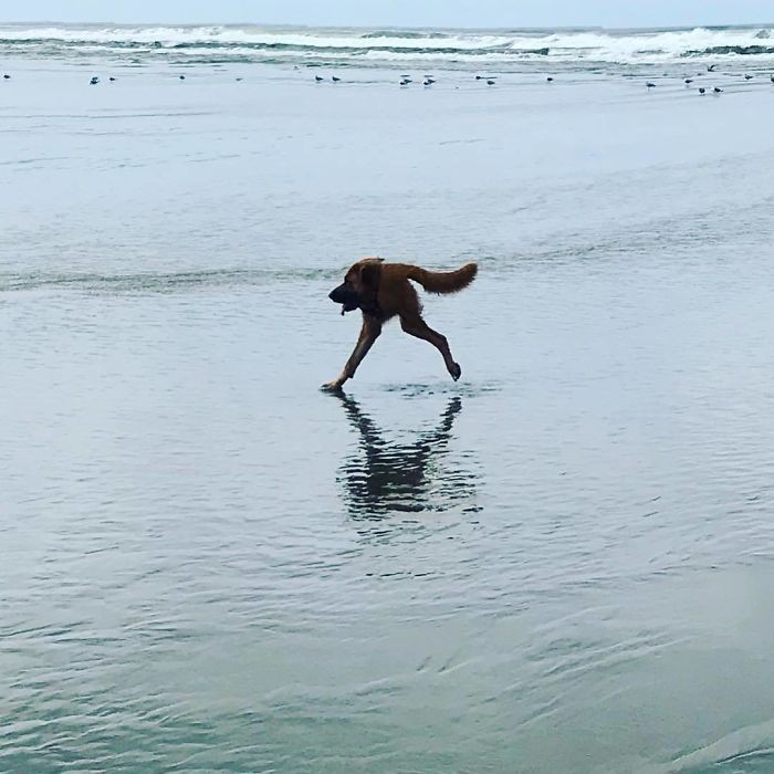 „Ten moment, gdy próbujesz zrobić panoramiczne zdjęcie swojemu psu na plaży”
