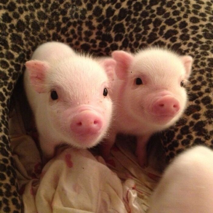 Szczęśliwe małe świnki