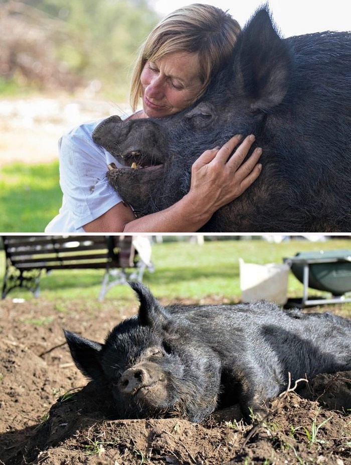 Po spędzeniu 12 lat w ciasnej zagrodzie, ta świnka wreszcie znalazła kogoś, kto ją kocha.