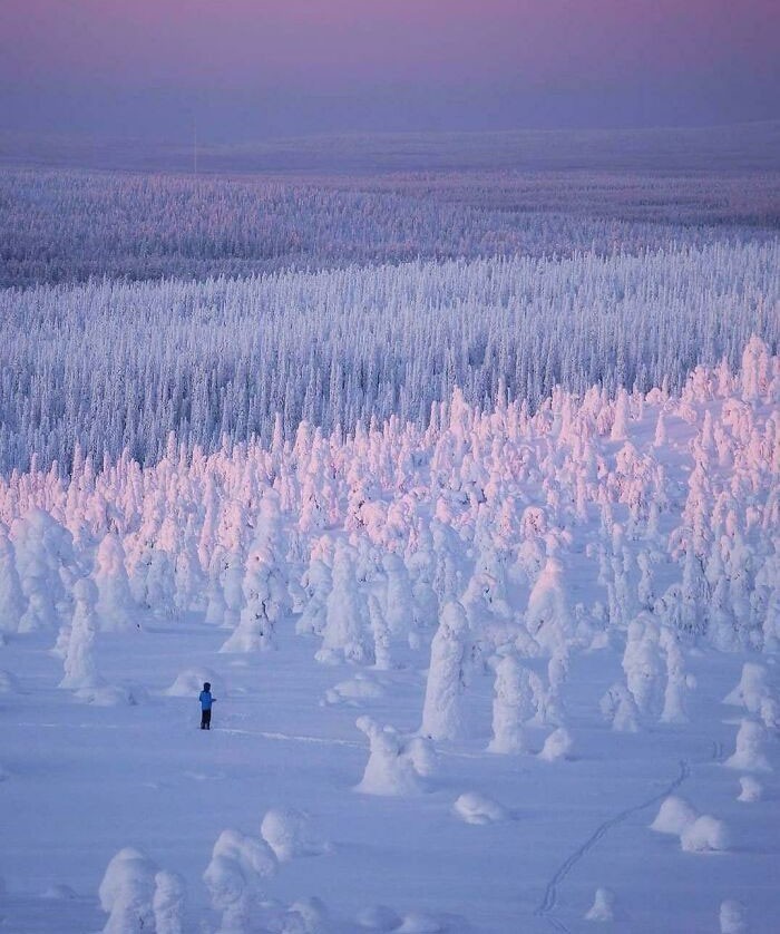 Nieskończony pokryty śniegiem las w Finlandii