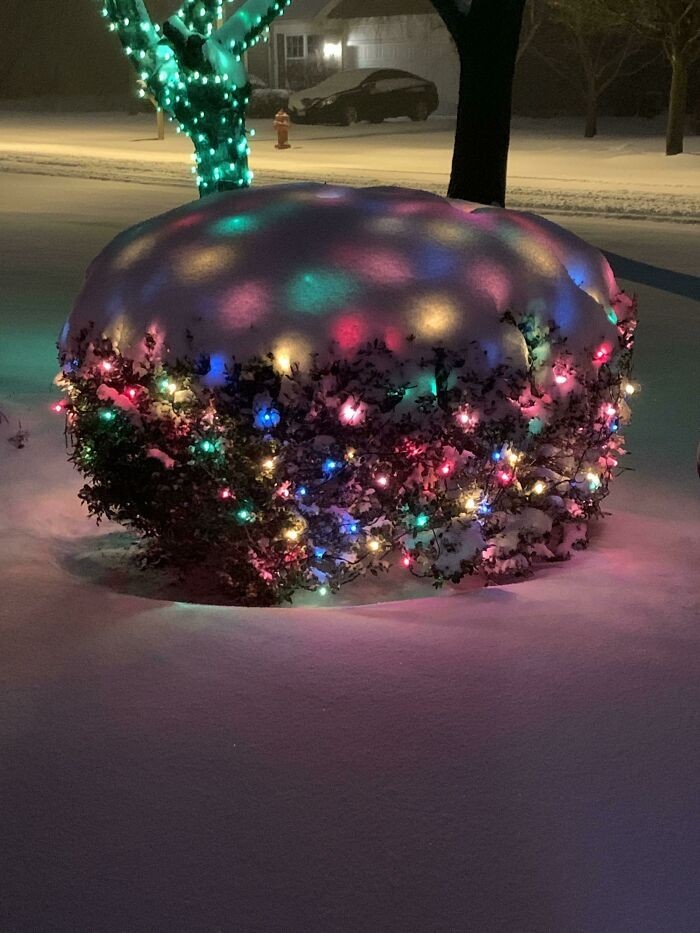 Świąteczny krzak pod gładkim śnieżnym kocem