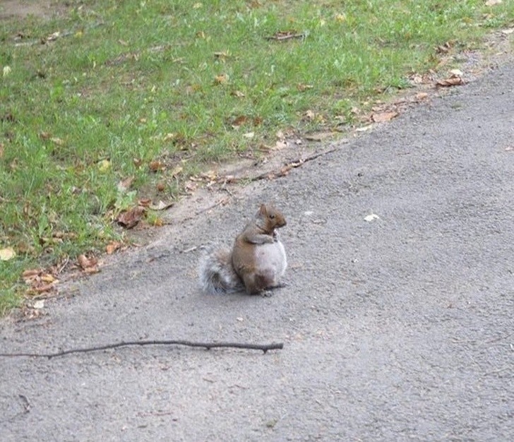 4. „Dzisiaj, po raz pierwszy w życiu zobaczyłem ciężarną wiewiórkę.”