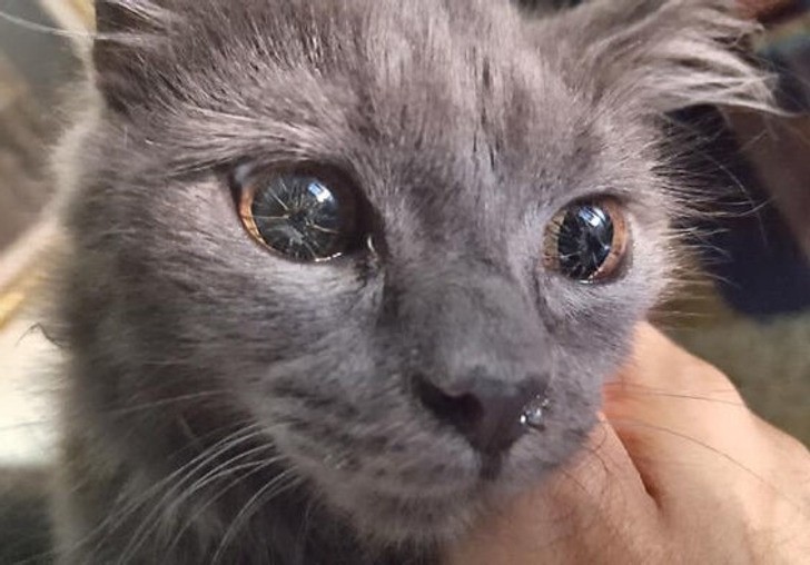 Genetyczna mutacja obdarzyła tego kota niezwykłymi oczami.