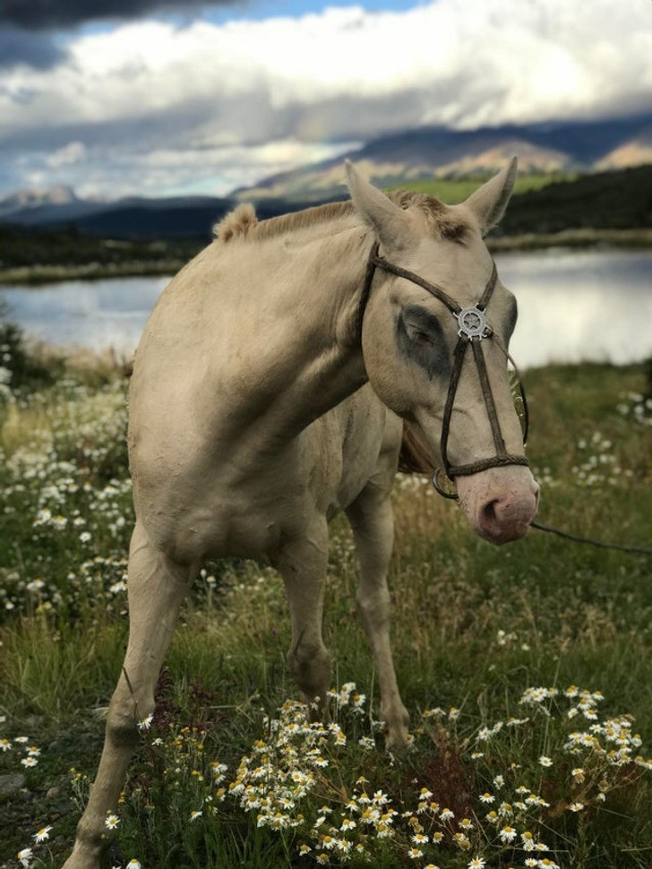 "Piękne zdjęcie pięknego konia-albinosa"