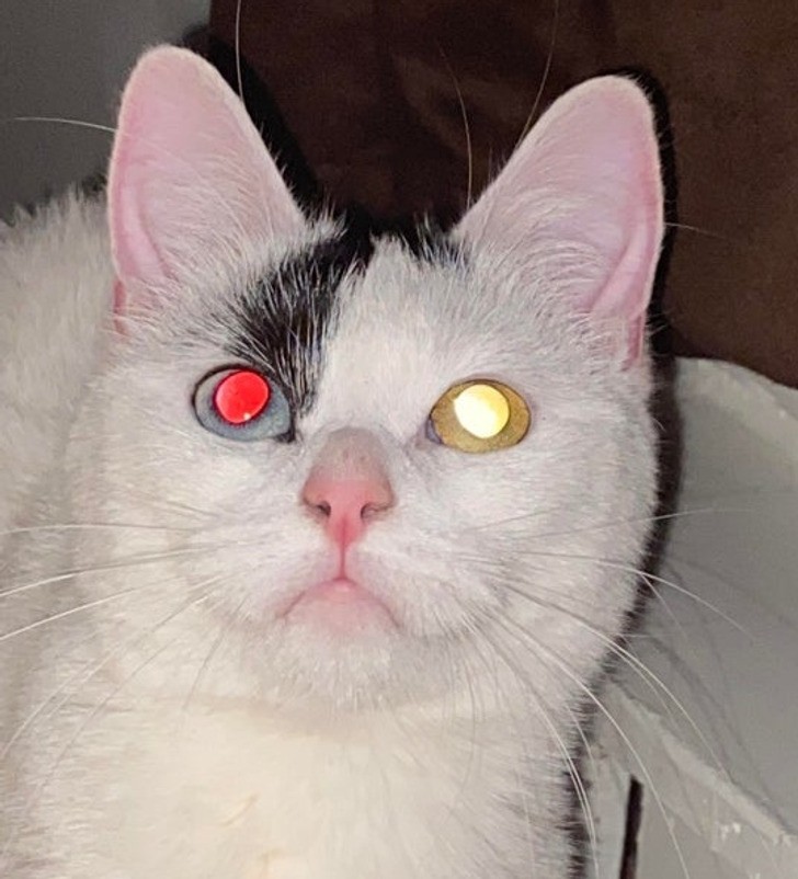 "Oczy mojego kota świecą w różnych kolorach."