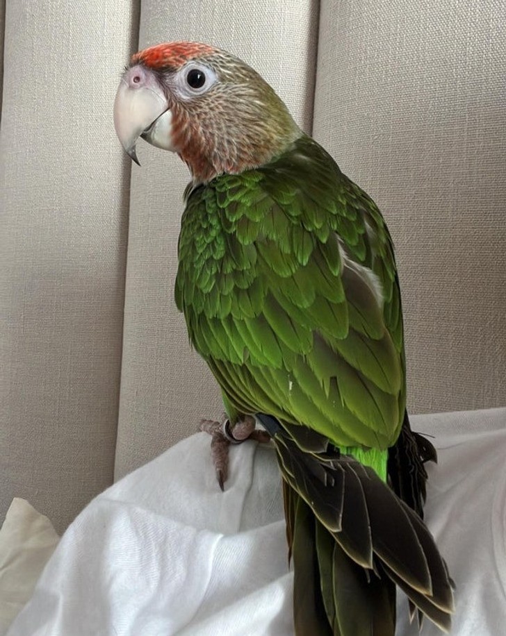 Papuga z brązową szyją i zielonymi piórami