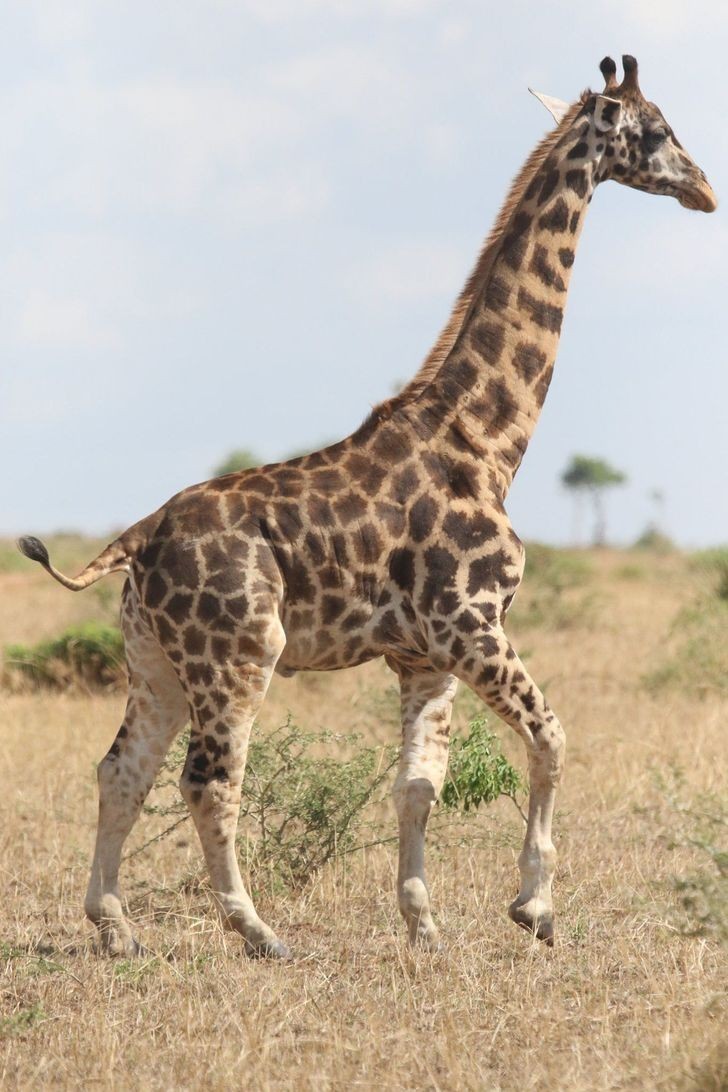2. Żyrafa z dysplazją kostną - Mierzy zaledwie 275 cm, podczas gdy wzrost przeciętnej żyrafy to 460 cm.