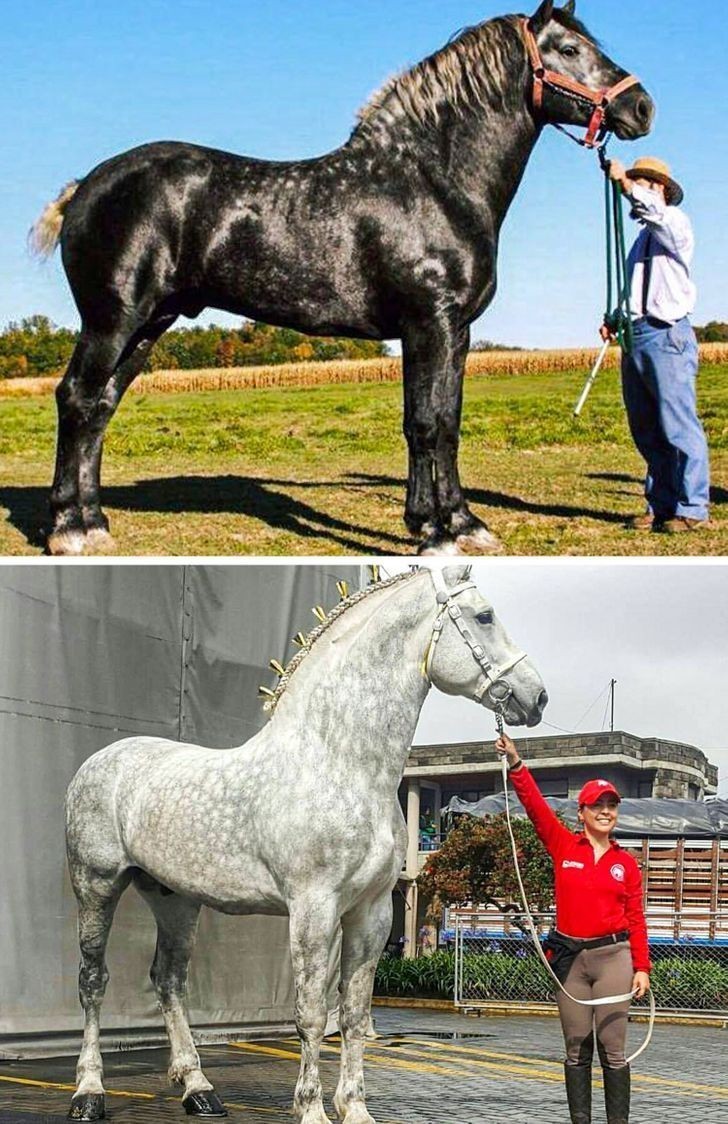 18. To ten sam koń, w odstępie pięciu lat. Niektóre konie rodzą się czarne, ale wraz z upływem czasu zaczynają siwieć.