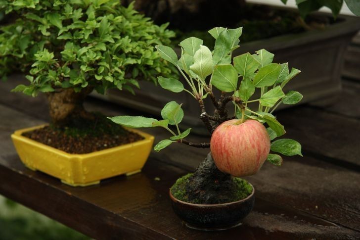 7. Jabłko o normalnych rozmiarach, wyrastające z malutkiej jabłoni