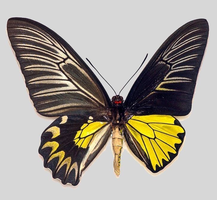 8. Ten motyl to gynandromorf - lewa strona jego ciała posiada cechy żeńskie, a prawa męskie.