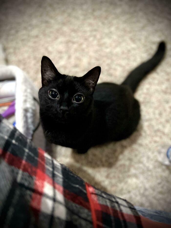 "Moja czarna kotka, którą adoptowałam w zeszłym tygodniu, wygląda jakby miała biały eyeliner wokół oczu."