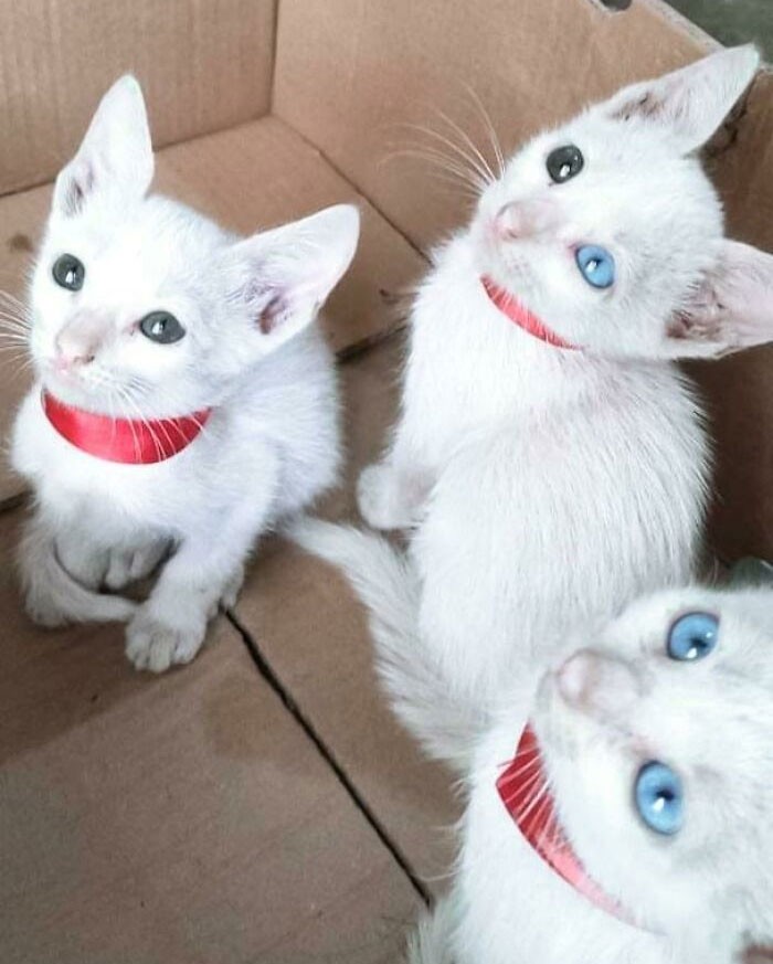 "Poznajcie nowe adoptowane kotki. Oto Lulu, Luna i Nana."